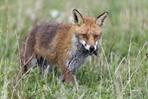 Images Dated 22nd April 2012: European Red Fox - vixen transporting caught voles