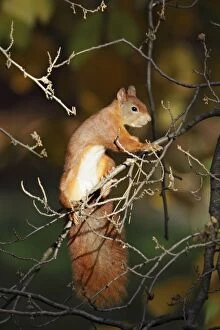 Images Dated 2nd November 2008: European Red Squirrel - in bush searching for food, Lower Saxony, Germany