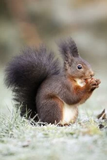 Images Dated 14th December 2008: European Red Squirrel - eating hazelnut, Lower Saxony, Germany