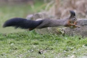 Images Dated 15th December 2008: European Red Squirrel - in full flight over garden lawn, Lower Saxony, Germany