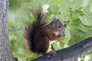 Images Dated 5th June 2005: European Red Squirrel - France