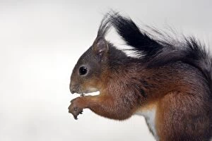 Images Dated 5th June 2005: European Red Squirrel - France