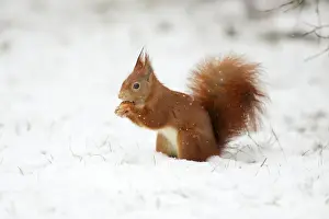 European Red Squirrel - with hazelnut in mouth, winter, Lower Saxony, Germany