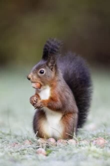 Images Dated 14th December 2008: European Red Squirrel - with hazelnut in mouth, Lower Saxony, Germany