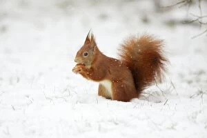 Images Dated 29th November 2008: European Red Squirrel - with hazelnut in mouth, winter, Lower Saxony, Germany