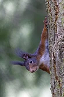 European Red Squirrel - looking out alert from