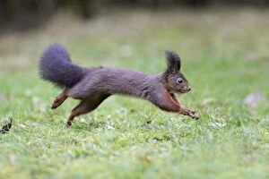 Images Dated 15th December 2008: European Red Squirrel - running across garden lawn, Lower Saxony, Germany