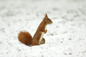 European Red Squirrel - searching for food in snow, Lower Saxony, Germany