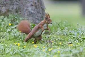 Images Dated 1st April 2012: European Red Squirrel - standing on back legs
