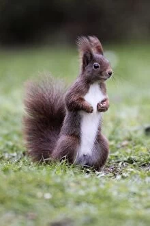 Images Dated 9th December 2008: European Red Squirrel - Standing upright, Lower Saxony, Germany