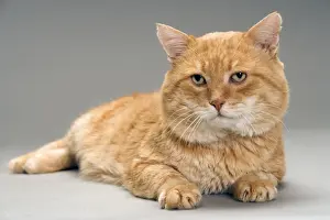 European Red Tabby Cat, short haired