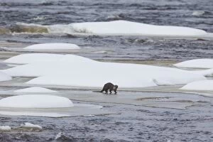 European River Otter adult at frozen river