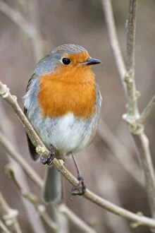 Images Dated 18th April 2013: European Robin