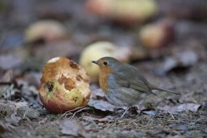 Images Dated 4th December 2016: European Robin
