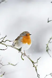 Robins Prints: European Robin