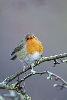 Images Dated 9th December 2008: European Robin