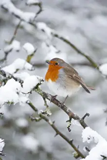 European Robin