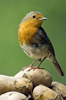 Images Dated 1st July 2010: European Robin - adult female - feeds on harvested potatoes