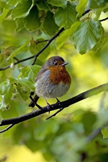 Images Dated 4th May 2010: European Robin - adult - rests in European / Common