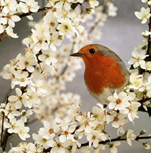 Birds Gallery: European ROBIN - IN BLOSSOM
