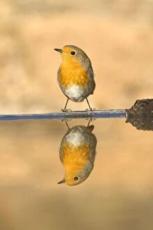 Images Dated 26th February 2012: European Robin - at drinking pool
