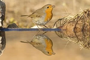 Images Dated 26th February 2012: European Robin - at drinking pool
