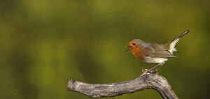 European robin, Erithacus rubecula, singing