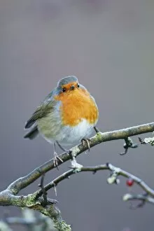 European Robin European Robin - Close-up showing puffed up breast feathers