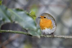 European Robin - in garden