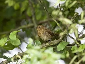 European Robin - juvenile sitting in hedge