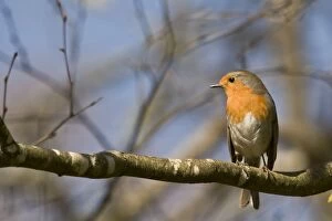 European Robin perched on a branch As Pontes, Galicia, Spain