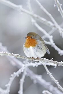 Images Dated 6th December 2010: European Robin - perched on frost covered bramble