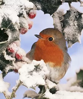 Robins Gallery: European ROBIN - perched in snow