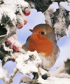 Garden Birds Gallery: European ROBIN - perched in snow