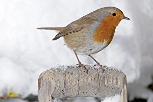 Images Dated 9th January 2010: European Robin - perched on spade handle in snow - Woodmancote Cotswolds - UK