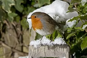 Images Dated 9th January 2010: European Robin - perched on spade handle in snow - Woodmancote Cotswolds - UK