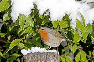 Images Dated 11th January 2010: European Robin - perched on spade handle in snow - Woodmancote Cotswolds - UK