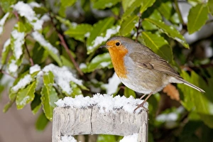 Images Dated 9th January 2010: European Robin - perched on spade handle in snow - Woodmancote Cotswolds - UK