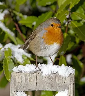 Images Dated 9th January 2010: European Robin - perched on spade handle in snow - Cotswolds - UK