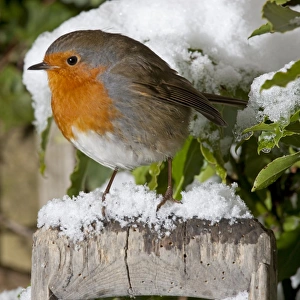 Images Dated 9th January 2010: European Robin - perched on spade handle in snow - Woodmancote - Cotswolds - UK