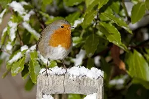 Images Dated 9th January 2010: European Robin - perched on spade handle in snow - Woodmancote - Cotswolds - UK