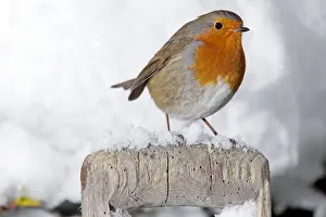 European Robin - perched on spade handle in snow - Woodmancote Cotswolds - UK
