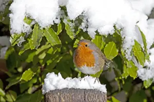 European Robin - perched on spade handle in snow - Woodmancote Cotswolds - UK