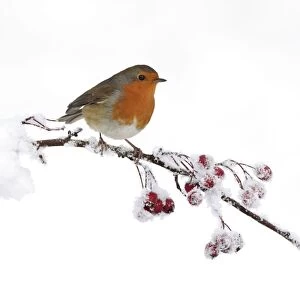 Images Dated 29th November 2010: European Robin - perched on a twig covered in snow