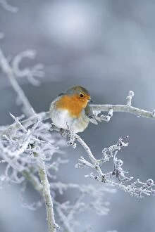 Images Dated 6th December 2010: European Robin - shown perched on frost covered