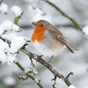 Robins Prints: European Robin in snow - Close-up showing puffed up breast feathers and snow falling - North Yorkshire - UK