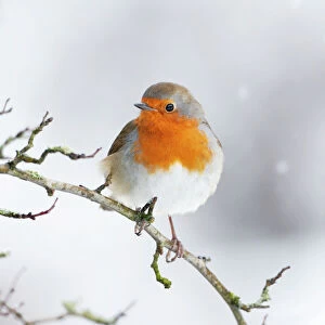 Garden Birds Collection: European Robin in snow - Close-up showing red breast feathers