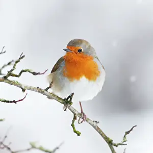 Robins Prints: European Robin in snow - Close-up showing red breast feathers and snow falling - North Yorkshire - UK