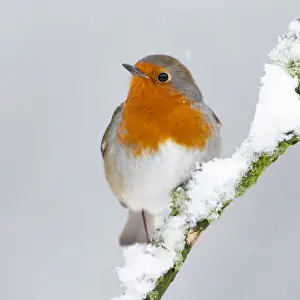 European Robin in snow - Close-up showing red breast feathers and snow falling - North Yorkshire - UK