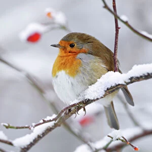 Images Dated 19th December 2009: European Robin - In winter with snow - Cleveland - UK (Two images stitched together in photoshop)